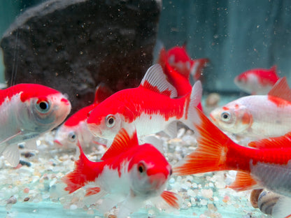 Goldfisch Sarasa Carassius auratus  8-10 cm