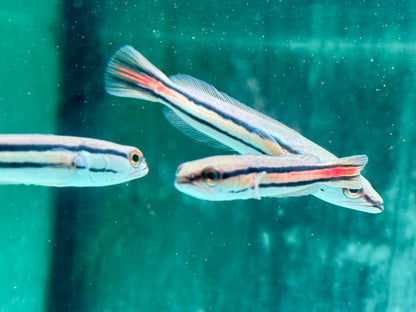 Goldlinien Schlangenkopffisch Channa micropeltes 7-8 cm