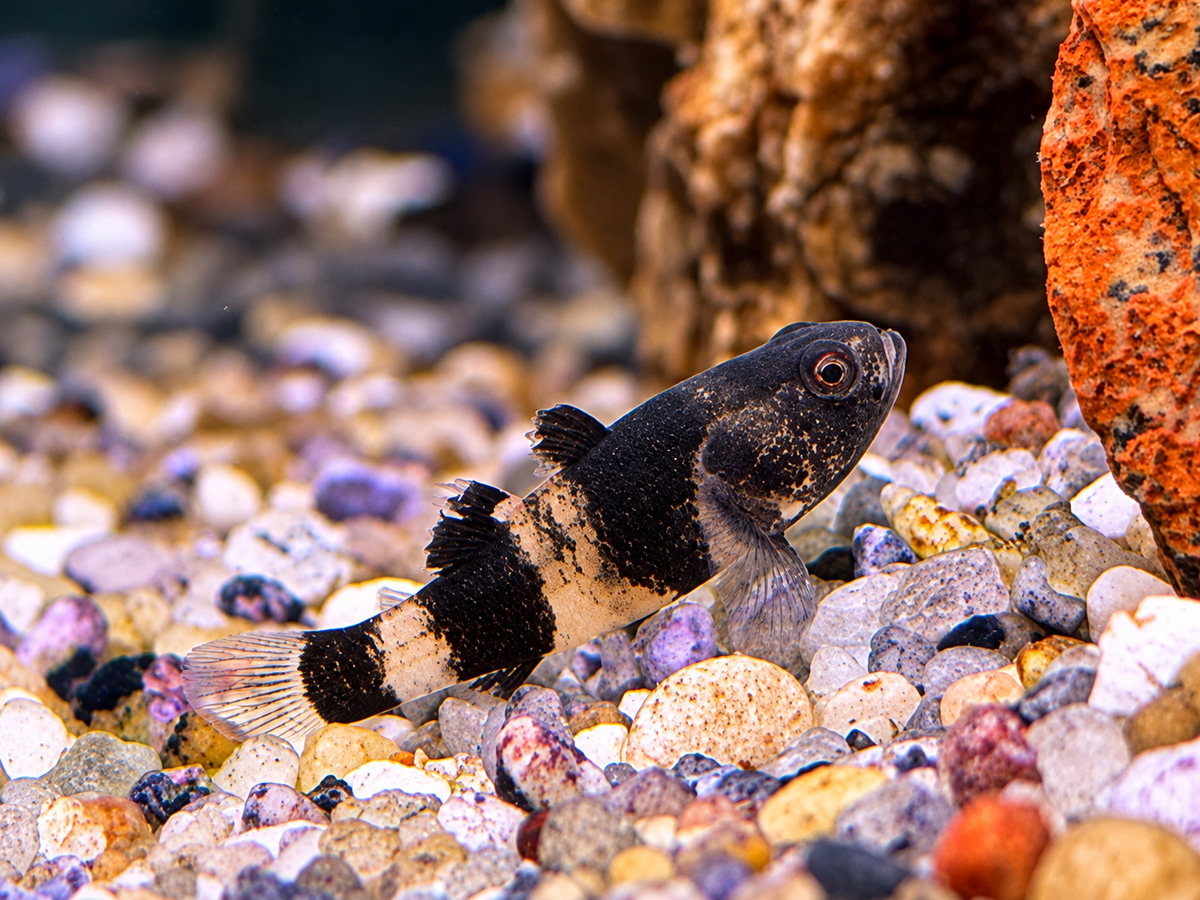 Goldringelgrundel Brachygobius doriae