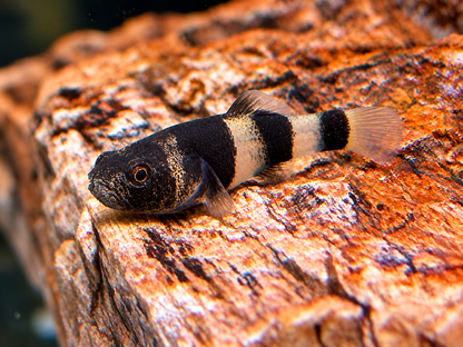 Goldringelgrundel Brachygobius doriae
