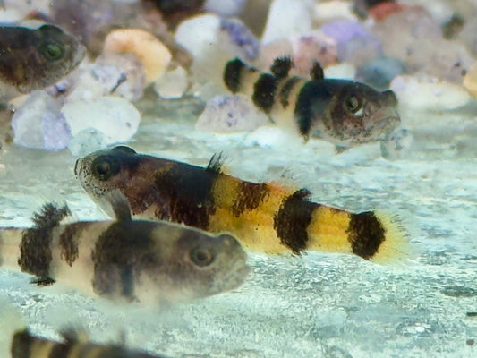 Goldringelgrundel Brachygobius doriae