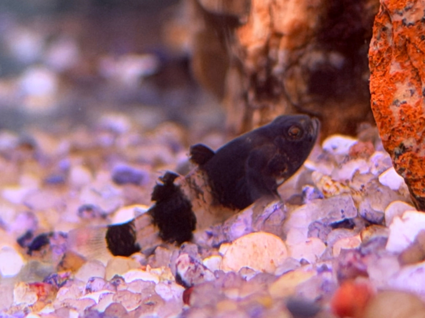 Goldringelgrundel Brachygobius doriae