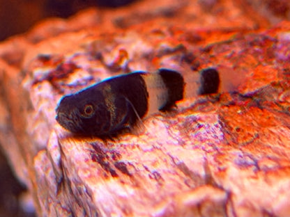 Goldringelgrundel Brachygobius doriae