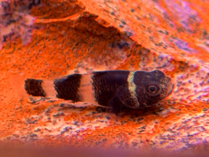 Goldringelgrundel Brachygobius doriae