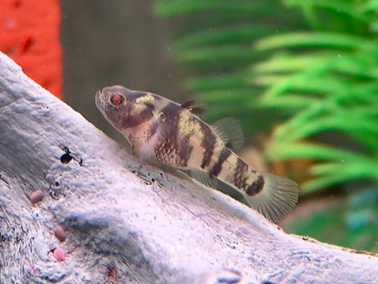 Goldringelgrundel Brachygobius xanthozona