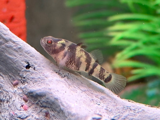 Goldringelgrundel Brachygobius xanthozona
