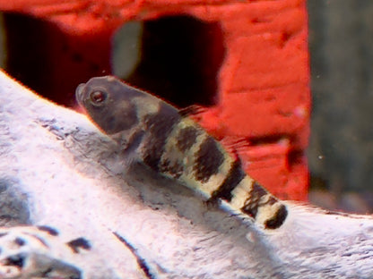 Goldringelgrundel Brachygobius xanthozona