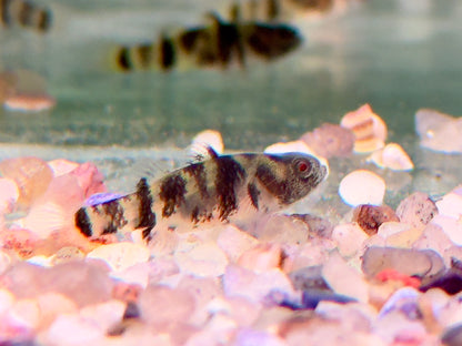 Goldringelgrundel Brachygobius xanthozona