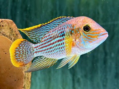 Goldsaumbuntbarsch Aequiden Andinoacara rivulatus 4-4,5 cm