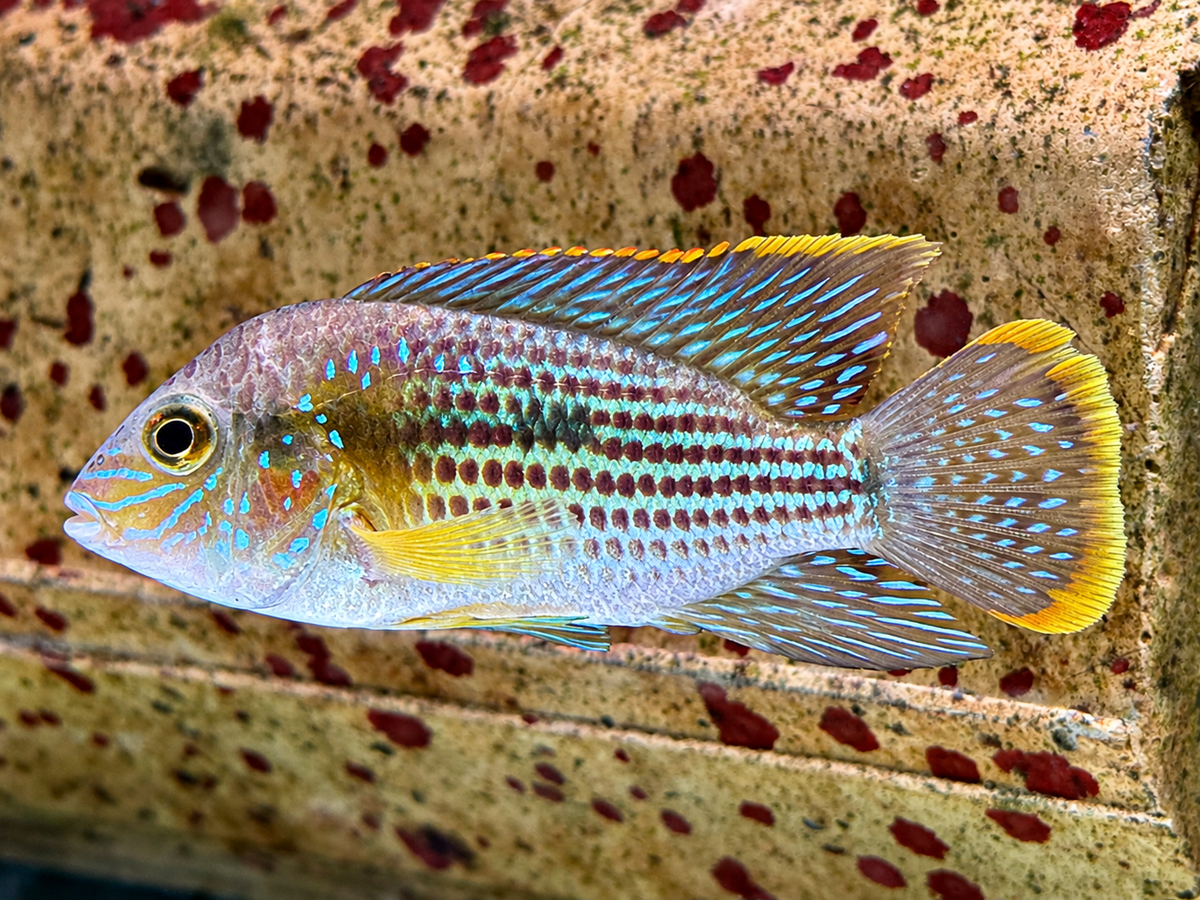 Goldsaumbuntbarsch Aequiden Andinoacara rivulatus 4-4,5 cm