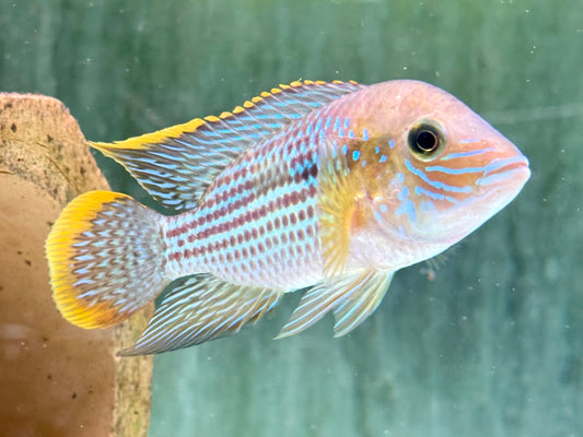 Goldsaumbuntbarsch Aequiden Andinoacara rivulatus 6-8cm