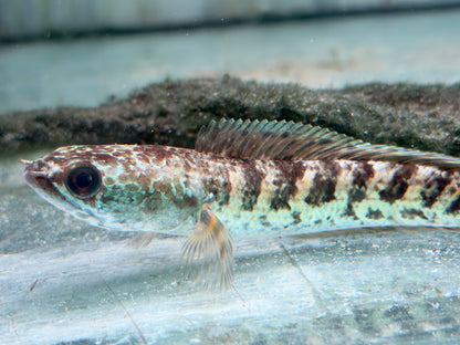 Goldtüpfel-Schlangenkopffisch Channa aurantimaculata 10-12 cm
