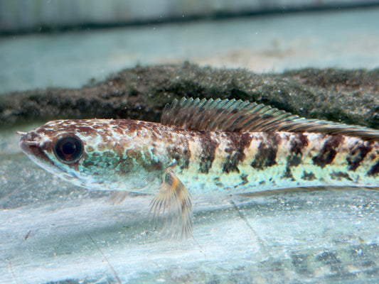 Goldtüpfel-Schlangenkopffisch Channa aurantimaculata 10-12 cm