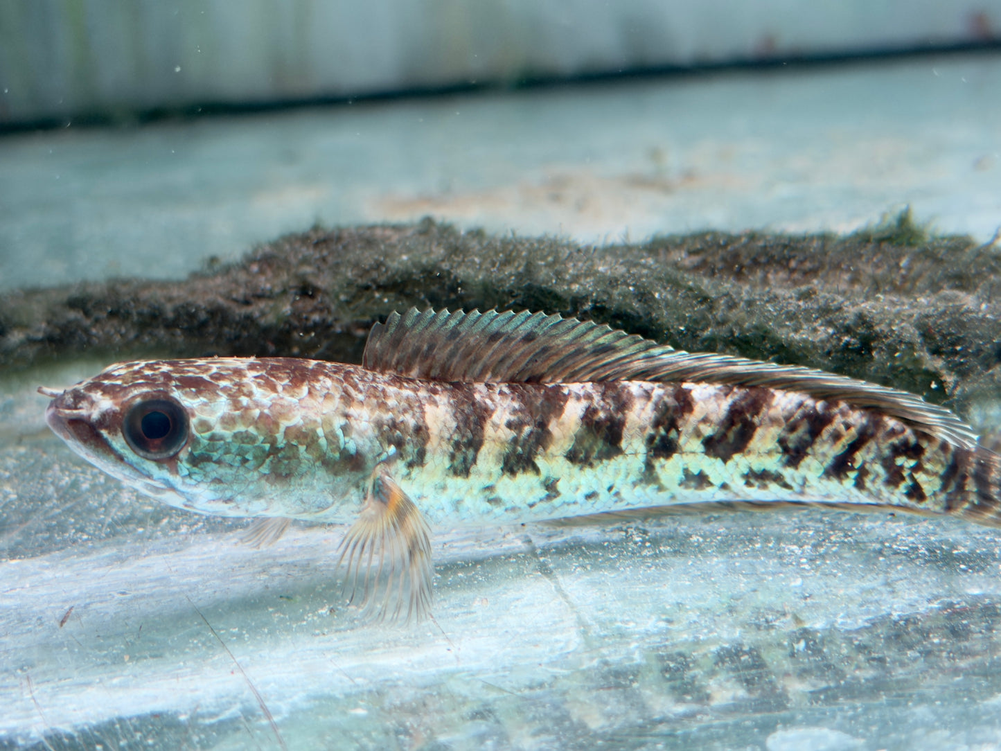 Goldtüpfel-Schlangenkopffisch Channa aurantimaculata 10-12 cm