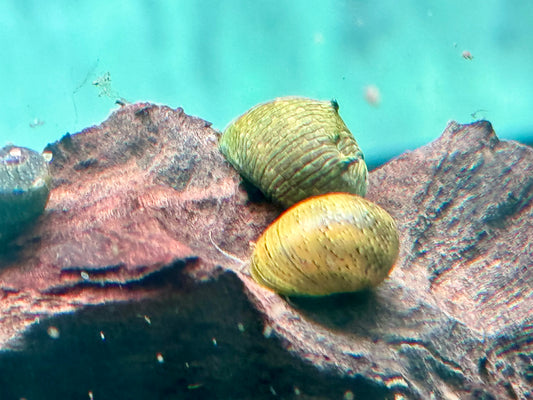 Grüne Geweihschnecke Clithon corona