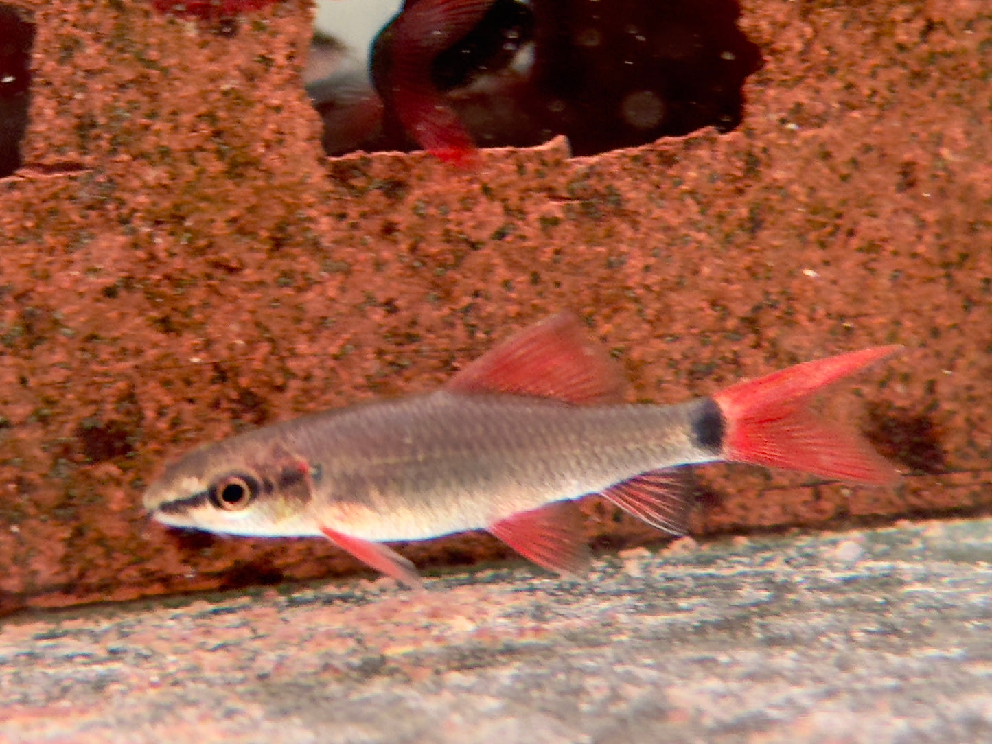 Grüner Fransenlipper Labeo frenatus