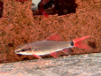 Grüner Fransenlipper Labeo frenatus