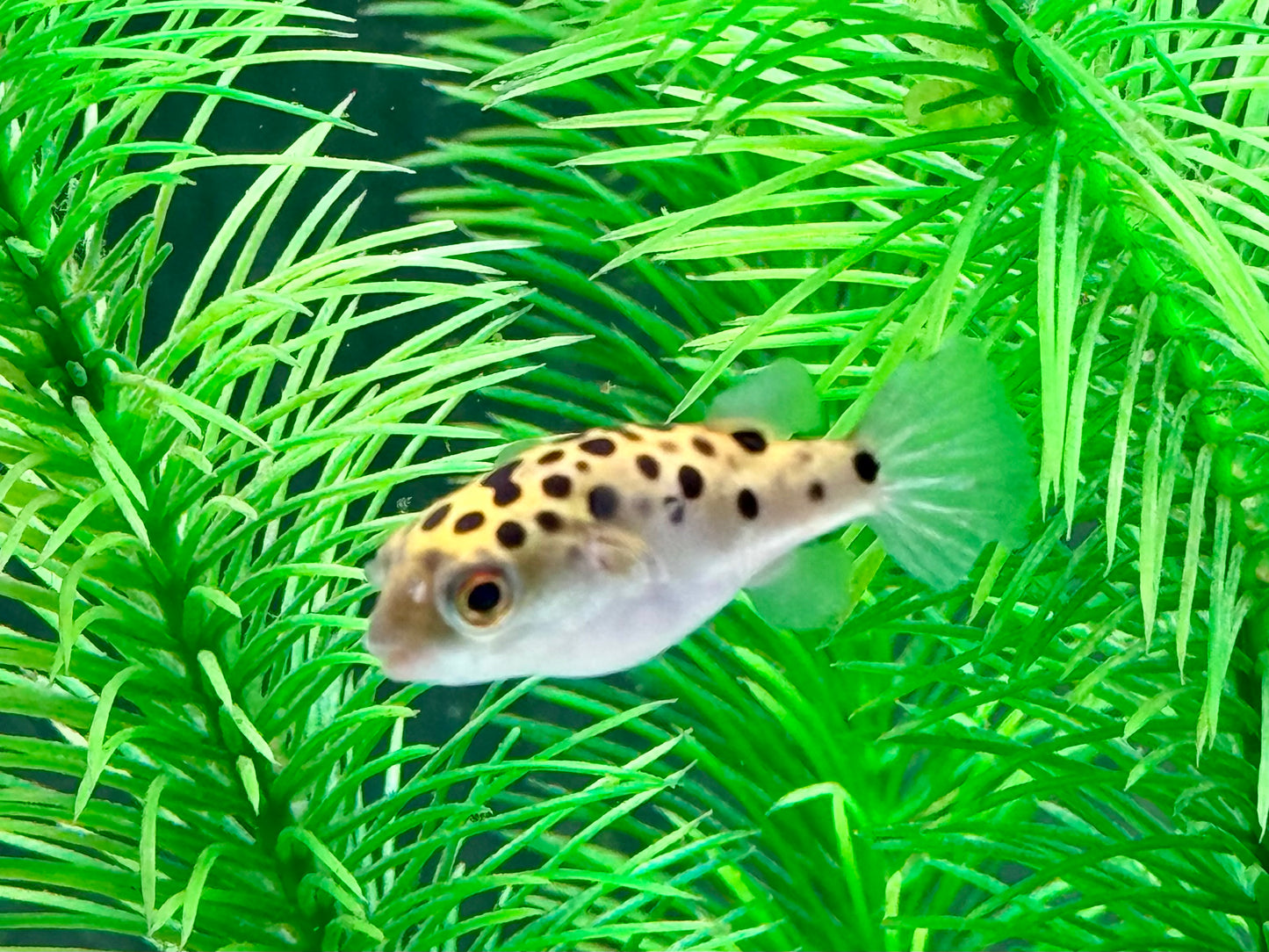 Grüner Kugelfisch Dichotomyctere (Tetraodon) nigroviridis