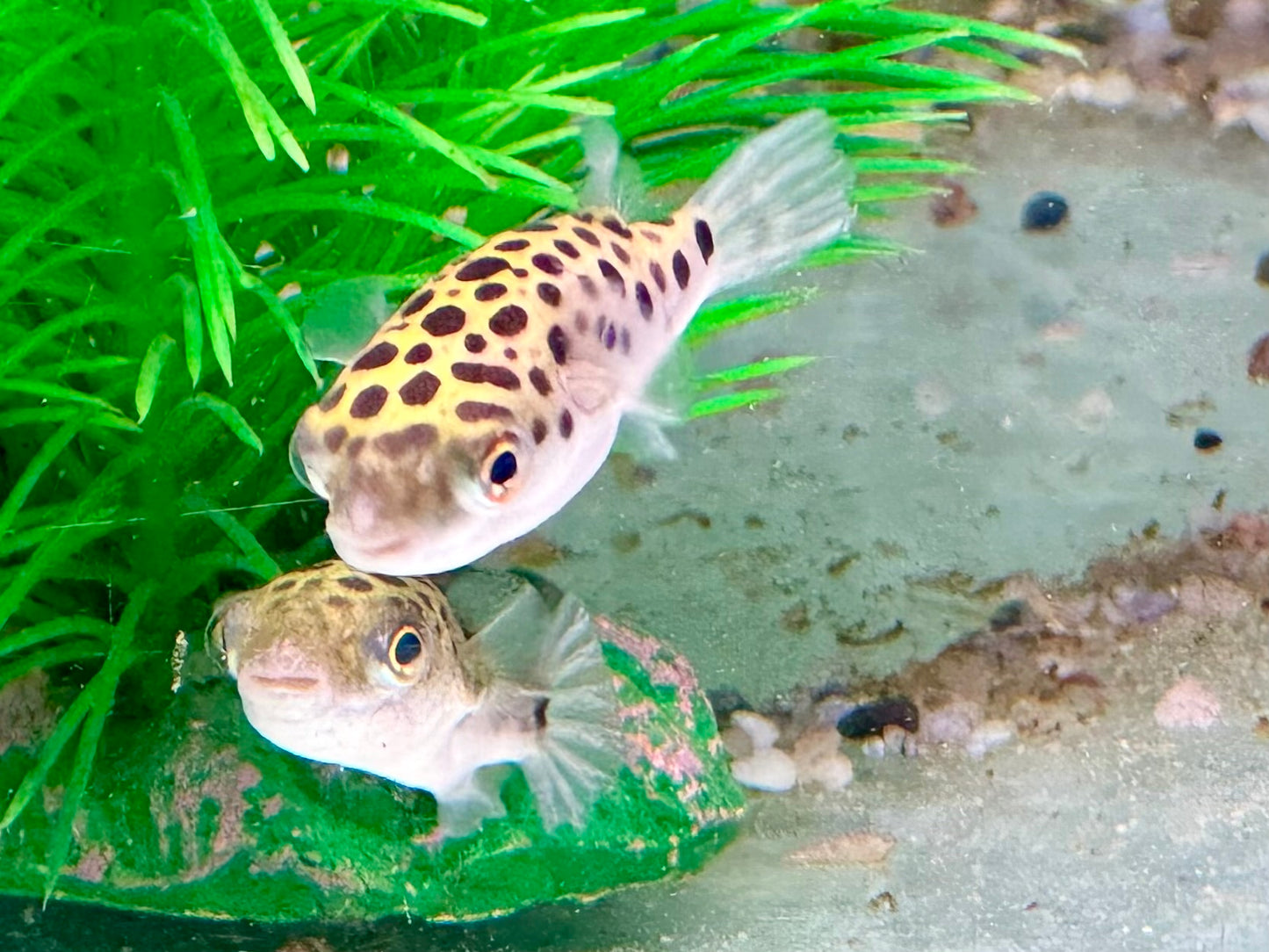Grüner Kugelfisch Dichotomyctere (Tetraodon) nigroviridis