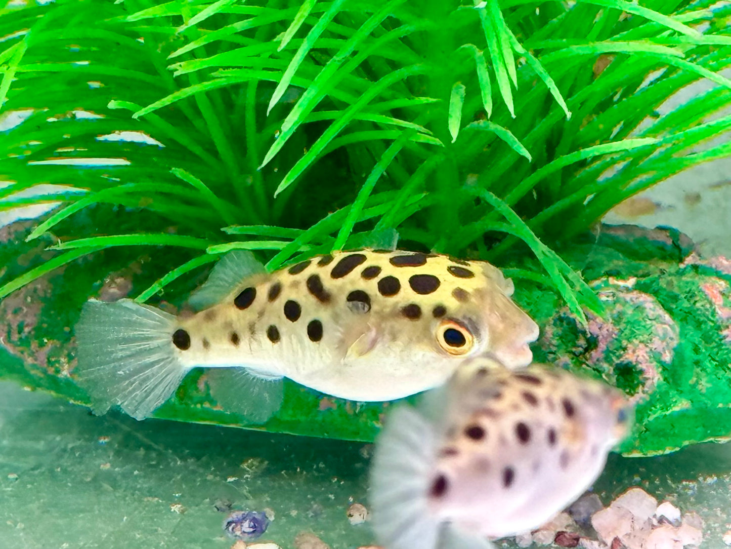 Grüner Kugelfisch Dichotomyctere (Tetraodon) nigroviridis