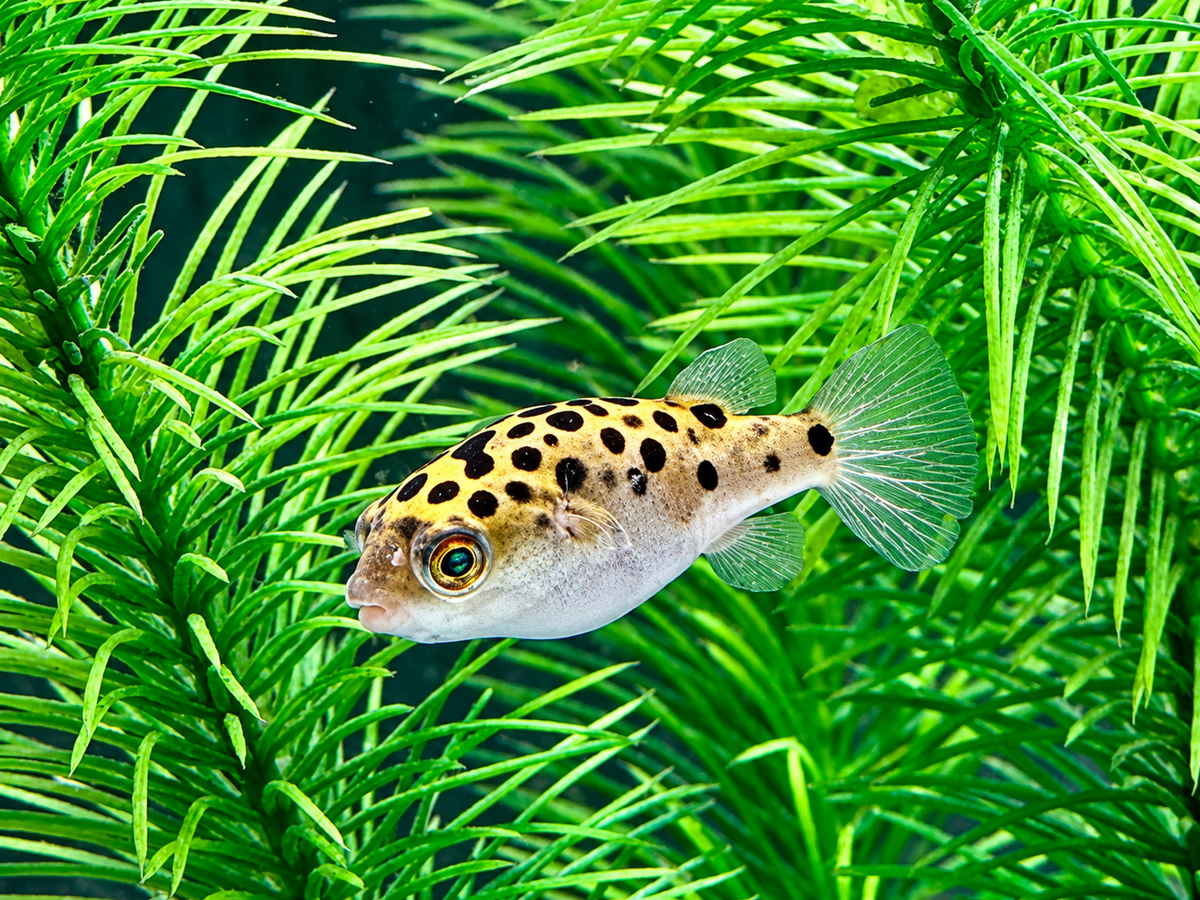 Grüner Kugelfisch Dichotomyctere (Tetraodon) nigroviridis
