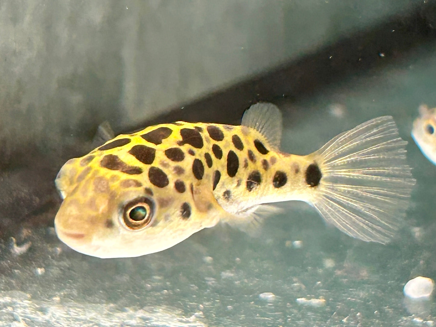 Grüner Kugelfisch Dichotomyctere (Tetraodon) nigroviridis