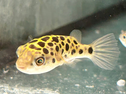 Grüner Kugelfisch Dichotomyctere (Tetraodon) nigroviridis