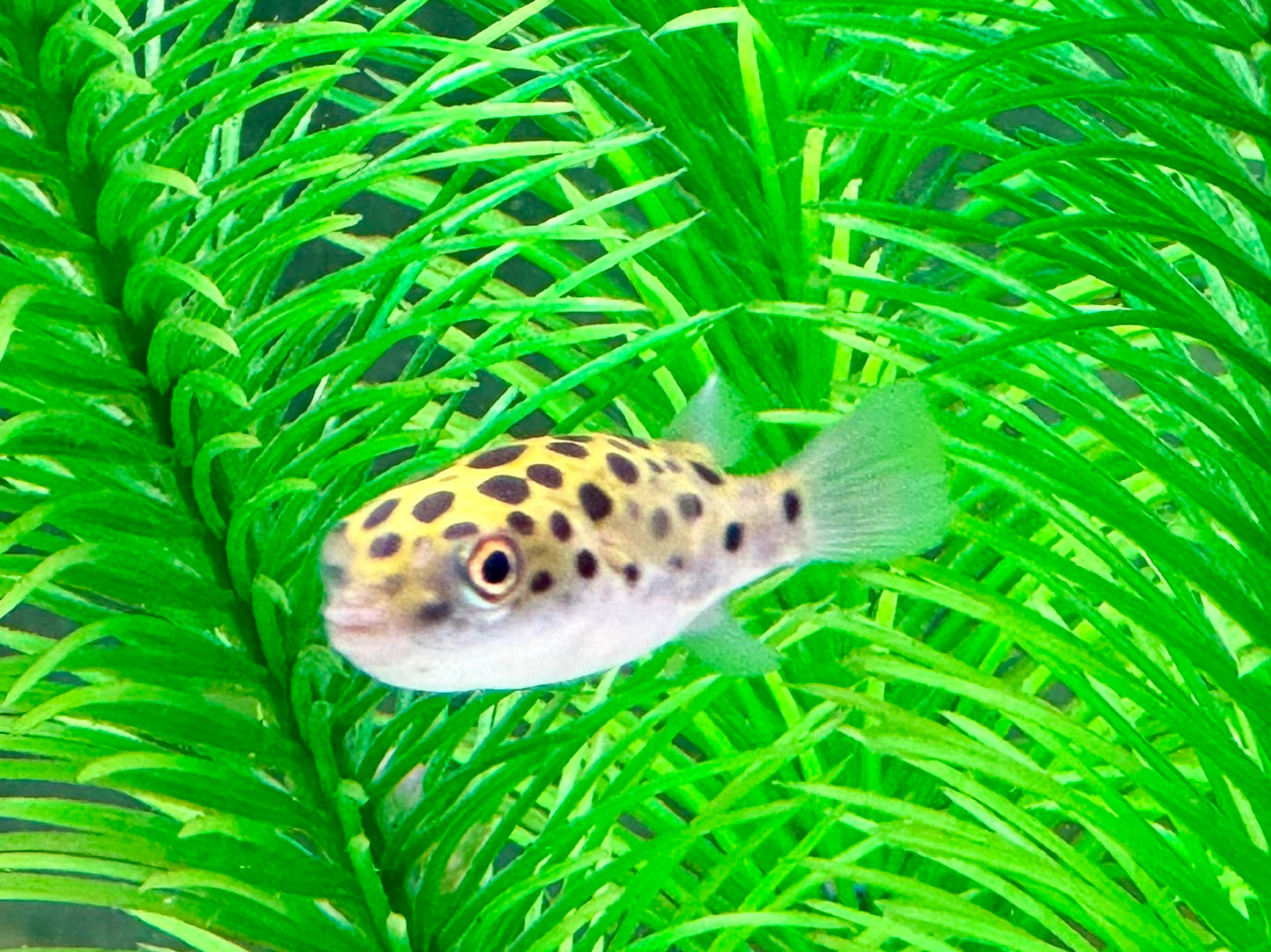 Grüner Kugelfisch Dichotomyctere (Tetraodon) nigroviridis