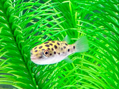 Grüner Kugelfisch Dichotomyctere (Tetraodon) nigroviridis