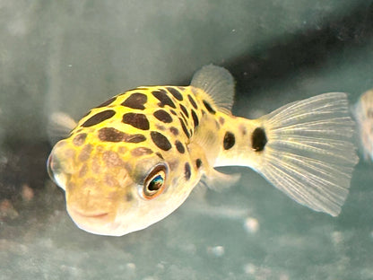 Grüner Kugelfisch Dichotomyctere (Tetraodon) nigroviridis