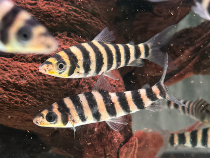 Grüner Leporinus Leporinus fasciatus