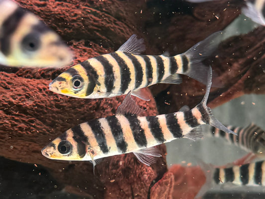 Grüner Leporinus Leporinus fasciatus