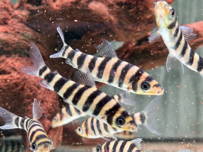Grüner Leporinus Leporinus fasciatus