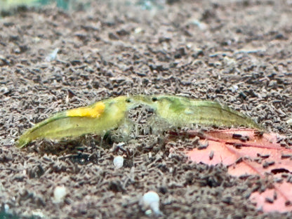 Green Garnele Neocaridina davidi
