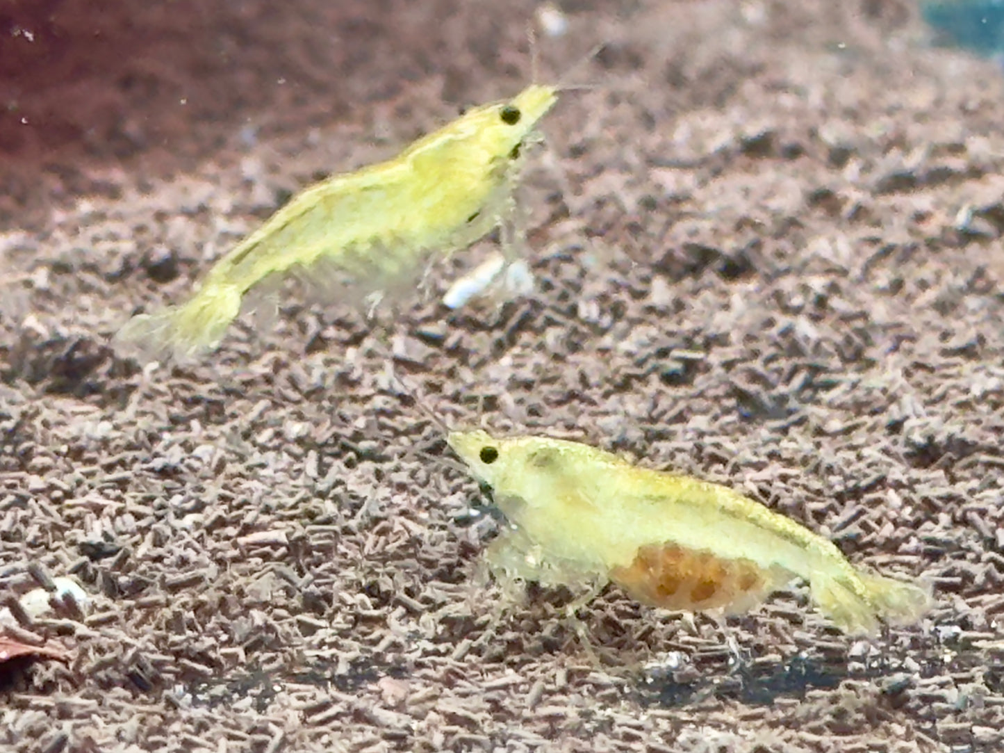 Green Garnele Neocaridina davidi