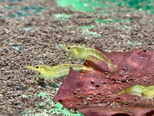 Green Garnele Neocaridina davidi