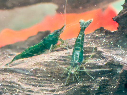 Green Jade Garnele Neocaridina davidi