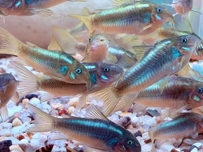 Green Laser Panzerwels CW009 Corydoras neon greenstripe 3,5 cm