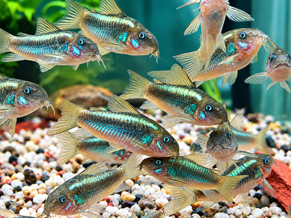 Green Laser Panzerwels CW009 Corydoras neon greenstripe 3,5 cm