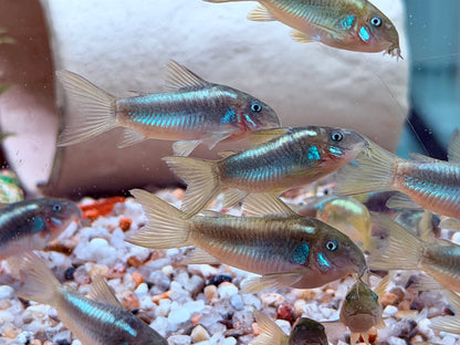 Green Laser Panzerwels CW009 Corydoras neon greenstripe 3,5 cm