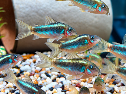 Green Laser Panzerwels CW009 Corydoras neon greenstripe 3,5 cm
