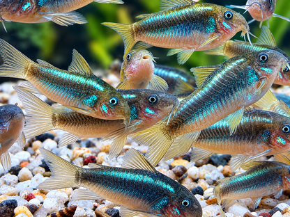 Green Laser Panzerwels CW009 Corydoras neon greenstripe 3,5 cm
