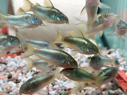 Green Laser Panzerwels CW009 Corydoras neon greenstripe 3,5 cm