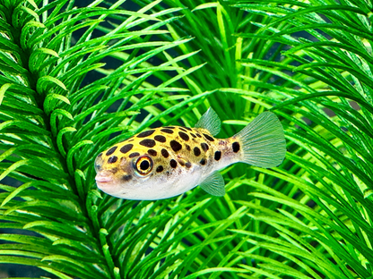 Grüner Kugelfisch Dichotomyctere (Tetraodon) nigroviridis