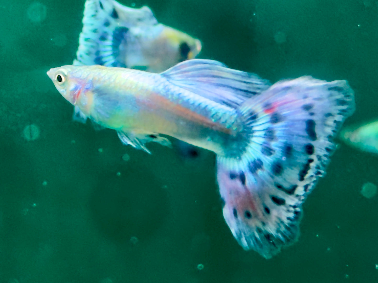 Guppy Blue Variegated Dumbo Ear Poecilia reticulata Männchen