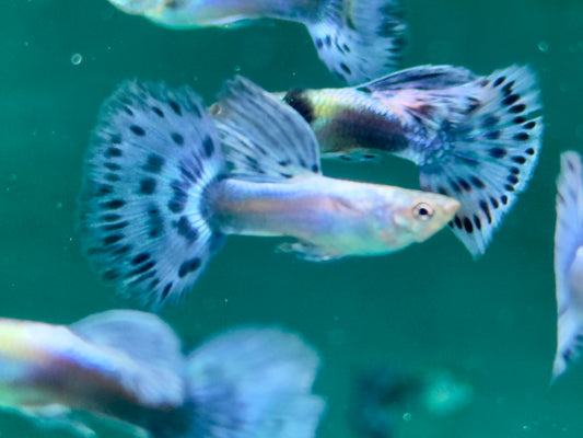 Guppy Blue Variegated Dumbo Ear Poecilia reticulata Männchen
