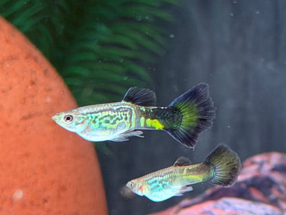 Cobra Guppy Poecilia reticulata Männchen