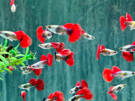 Guppy Dumbo Platinium red Tail Poecilia reticulata Männchen