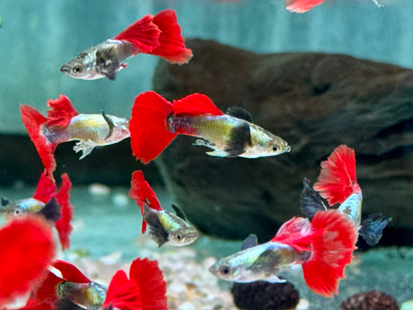 Guppy Dumbo Platinium red Tail Poecilia reticulata Männchen
