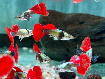 Guppy Dumbo Platinium red Tail Poecilia reticulata Männchen